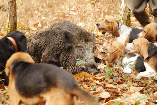 La fiert&eacute; des chiens courants devant leur sanglier.