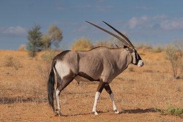 Gemsbok - Oryx gazella - going on desert with red sand in background. Photo from Kgalagadi...