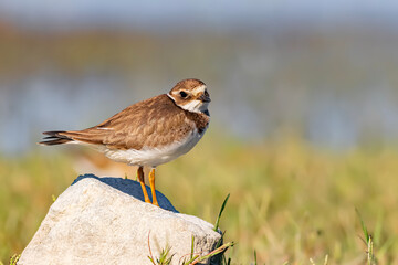 Ringed Plover on the rock