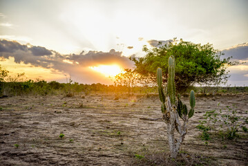PASTO SECO NO NORDESTE DO BRASIL