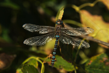 dragonfly in the autumn afternoon sun