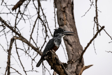 giant kingfisher on a dry tree branch in natural conditions in a national park in Kenya