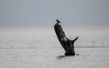 Obraz premium Lesser Pied Kingfisher on a dry tree branch in natural conditions in a national park in Kenya