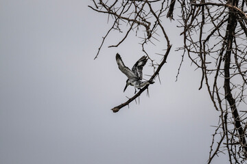 Lesser Pied Kingfisher in flight in natural conditions in a national park in Kenya