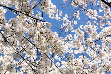 Cherry blossom in Washington D.C.