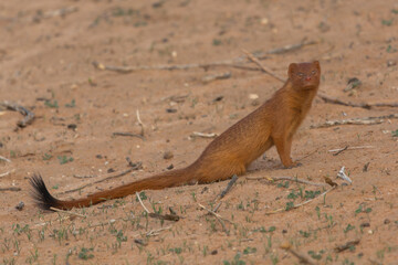 Common slender mongoose, black-tipped mongoose, black-tailed mongoose - Herpestes sanguineus on...