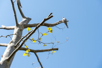 Young green leaves and a bird against a blue sky. Concept of peace and tranquility. High quality photo