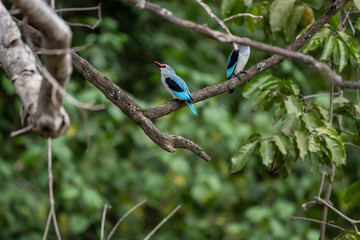  Red-billed kingfisher sits on a branch in natural conditions in a national park in Kenya