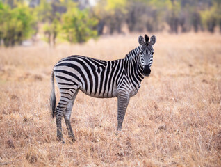 The plains zebra is the most common zebra in Africa. It lives in the steppes, grasslands, savannas and forest savannas in eastern and southern Africa.