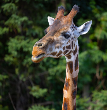 Girafe, tête, solo, photo carrée