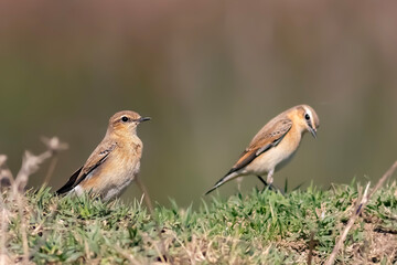 Two Wheatear