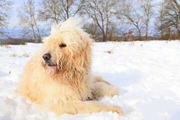 Goldendoodle im Schnee