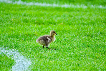 Small baby duckling walking alone on the grass