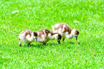 Ducklings searching for food
