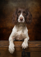 English Springer Spaniel