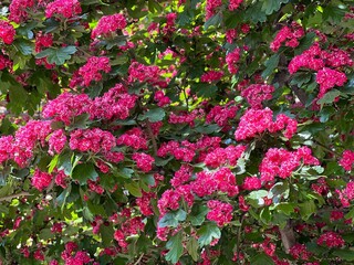 Pink flowers blossom rotdorn hawthorn tree Crataegus Laevigata.