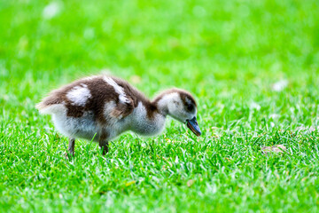 Baby duckling looking around for food