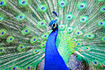 Beautiful picture of a peacock with spread tail feathers