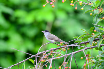 European black cap bird
