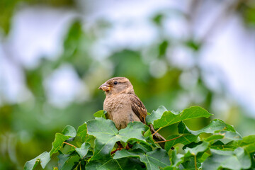 Beautiful picture of a sparrow sitting among the leaves
