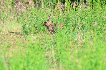 A rabbit hiding behind grass and twigs and plants