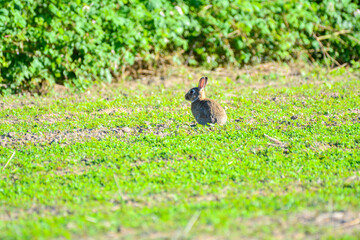 A lonely Rabbit sitting on a field