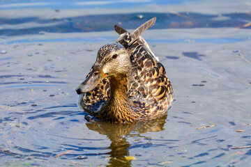 Duck in water