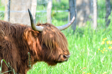 Beautiful close-up image of a Highland Cow