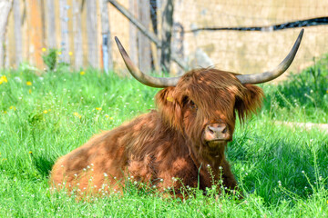 A highland cow sitting in the shade on a sunny day