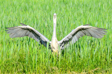 Blue heron spreading it's wings getting ready to fly