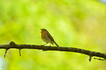 European Robin bird singing on a sunny day in a dense forest