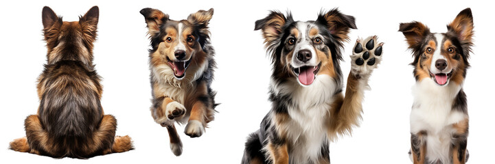 Collection of dogs in different poses, sitting, running, giving high five, looking at camera, isolated on transparent or white background