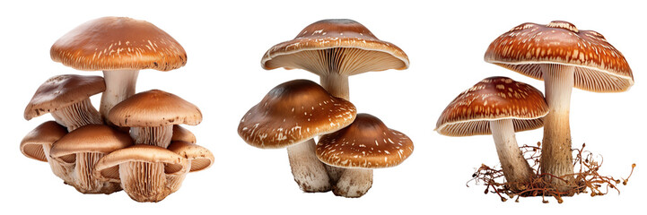 Collection of mushrooms isolated on transparent or white background