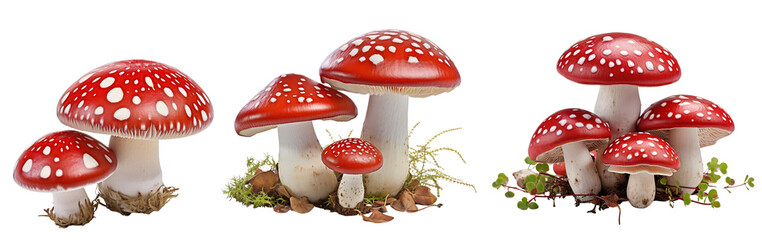 Collection of red and white mushrooms isolated on transparent or white background - obrazy, fototapety, plakaty
