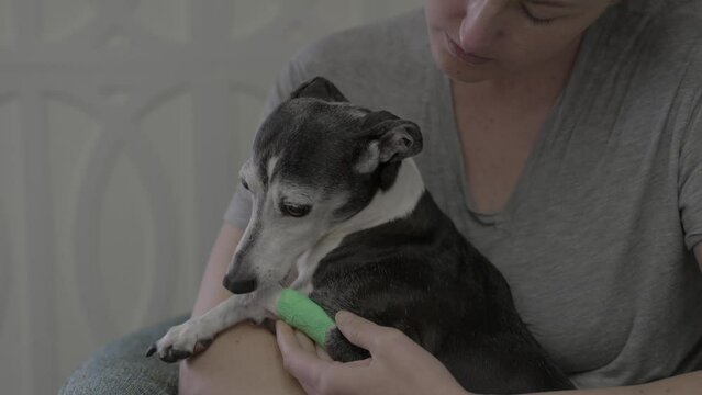 This video shows an italian grey hound dog with a bandaged arm being kissed and comforted by a loving woman.