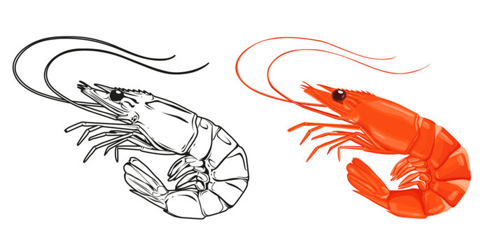 Red cooked shrimp and vector hand drawn shrimp isolated on white background