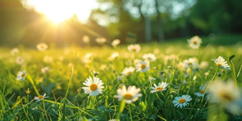 Deurstickers The blooming flowers are beautiful  the field of colors. Daisy field on a clear day Daisies come in white and yellow. and surrounded by green grass  surrounded by green nature and shining sun. © Igor
