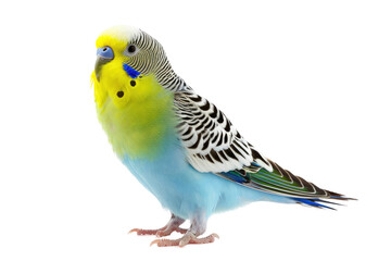 Budgerigar bird isolated on white or transparent background PNG