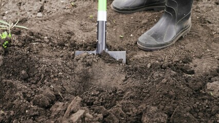 Worker works ground with shovel tool. Farmer digs ground with shovel in his garden. Close-up. Concept of organic farming. Land work, tillage. Grow food on ground. Ecological vegetable growing.