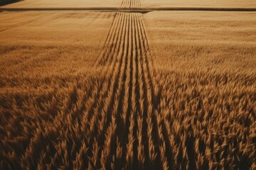 Aerial view of a golden wheat field