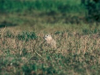Prairie dog on a grassy lawn. Side view. Close-up