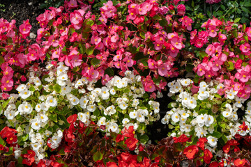 Multi-colored begonias on a street flower bed. Red, pink and white begonia. Flower arrangement in the garden. Garden landscape design. Grow flowers outside. Flowering in summer. Simple plants tuberous