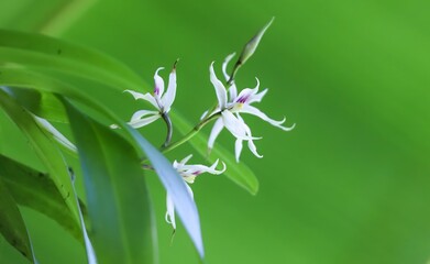 orquídea Prosthechea bulbosa