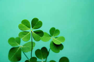 Clover on green background. Stem with leaves. Green plant. Clover for good luck. Saint Patrick's Day. Botany.