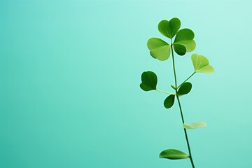 Clover on green background. Stem with leaves. Green plant. Clover for good luck. Saint Patrick's Day. Botany.