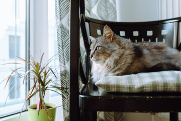 Domestic gray cat sits on pillow on wooden chair, looks out window