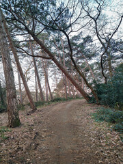 Walking path in a forest with leaning pine trees