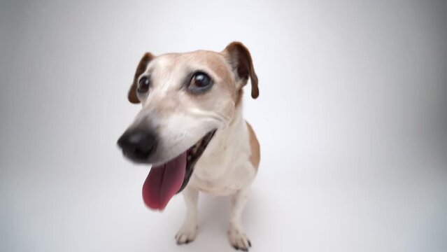 Adorable happy dog with wide toothy smile looks at the camera and laughs, breathing heavily after active play. Happy senior elderly dog sitting on white background. Studio video footage. 