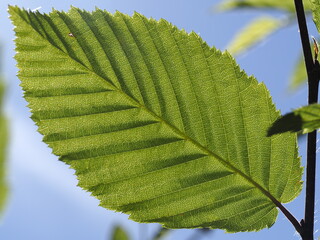 Die Blattstruktur einer Hainbuche 