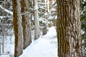 Majestic Snow-Covered Trees Lining a Forest Path in the Heart of Winter
